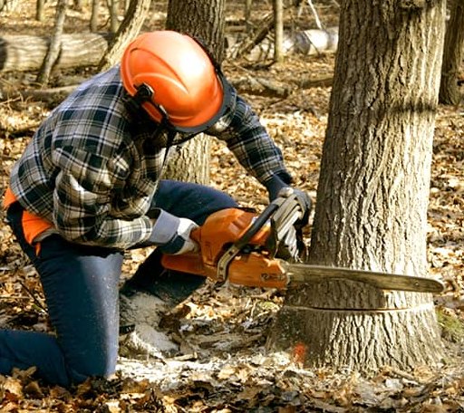 Tree Removal in Strafford, VT